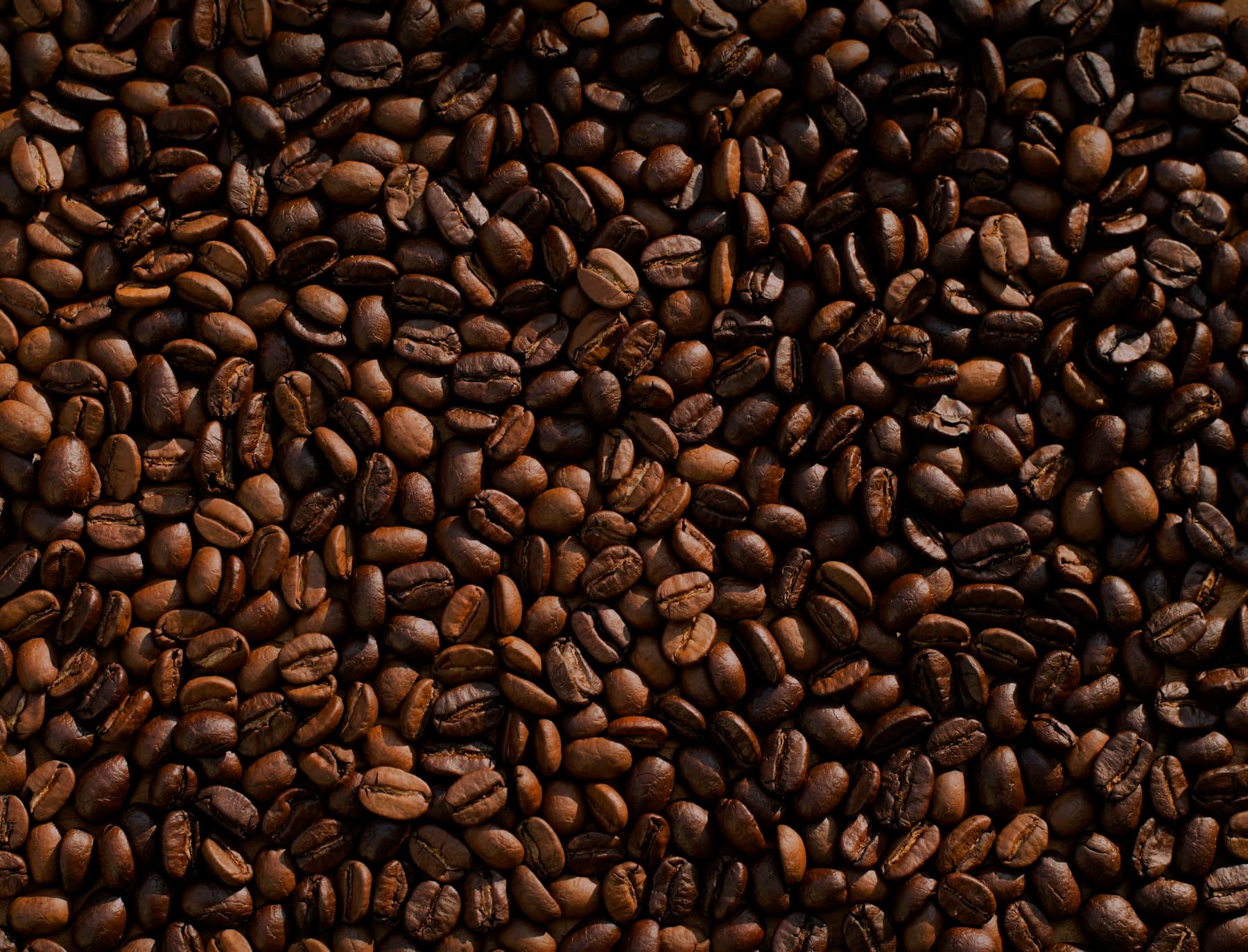 A scoop of freshly roasted coffee beans